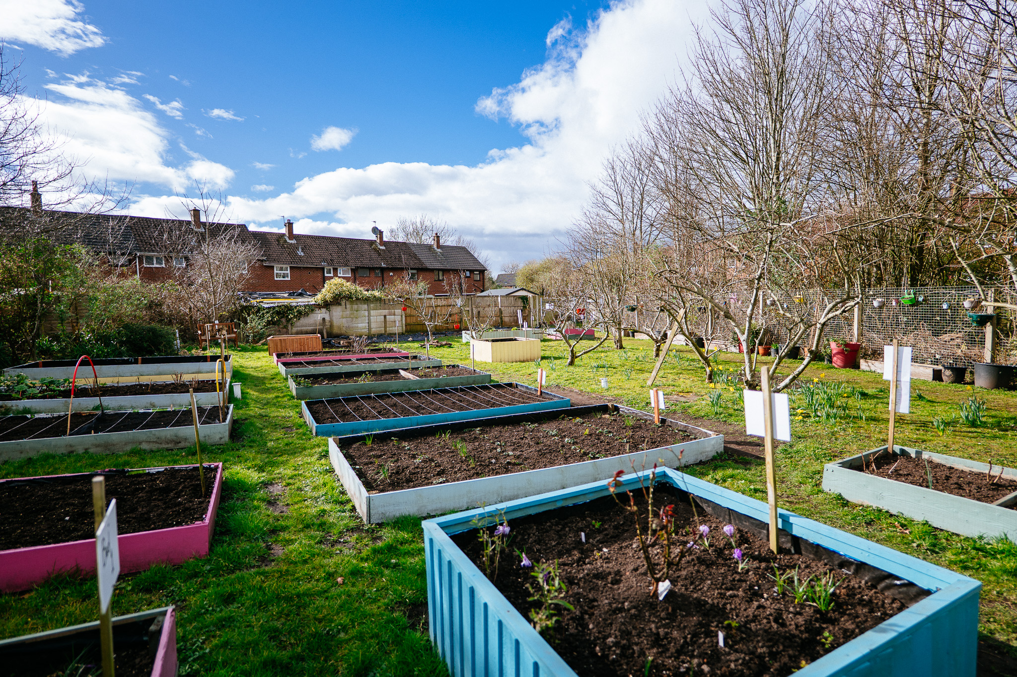 The Base community allotment in Broadfield estate, Leyland, with raised beds and garden shed